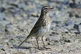 Australasian Pipit